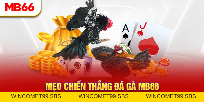 Đá Gà MB66 - Đấu Trường Đổ Máu Của Các Chiến Kê Hàng Đầu - Wincomet99