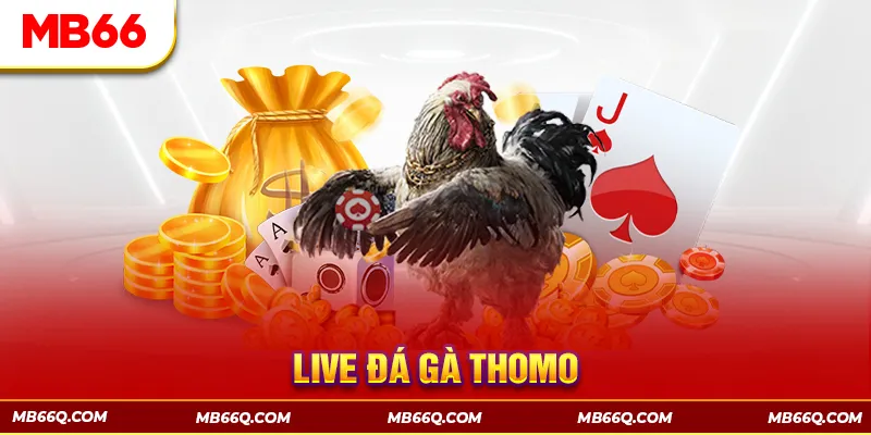Đá Gà MB66 - Đấu Trường Đổ Máu Của Các Chiến Kê Hàng Đầu - Wincomet99