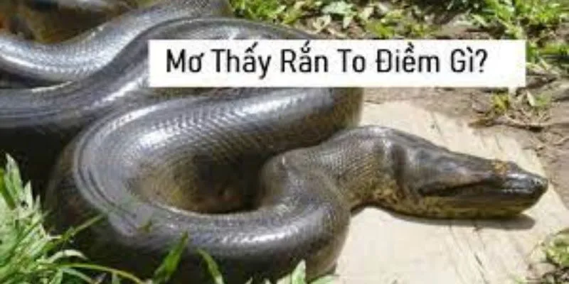 Giải Mã Giấc Mơ MB66: Nằm Mơ Thấy Rắn To Có Ý Nghĩa Gì? - Wincomet99