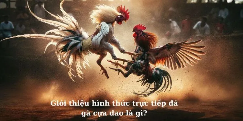 Trải Nghệm Trực Tiếp Đá Gà Cựa Dao MB66 Sôi Động, Hấp Dẫn - Wincomet99