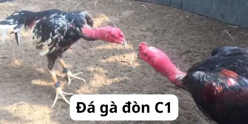 Trực Tiếp Đá Gà Đòn C1 - Giải Đấu Chiến Kê HOT Nhất MB66 - Wincomet99