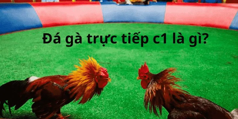 Trực Tiếp Đá Gà Đòn C1 - Giải Đấu Chiến Kê HOT Nhất MB66 - Wincomet99